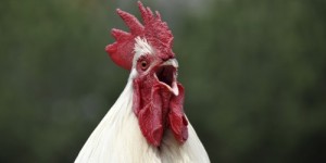 Create meme: ayam, a rooster's comb photo, the head of the cock photo