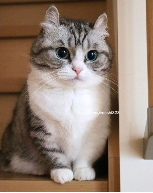 Create meme: cat , animals cute, mugimeshi cat breed