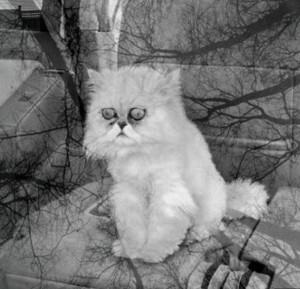 Создать мем: кот тлен, безысходный кот, так выглядит безысходность кот