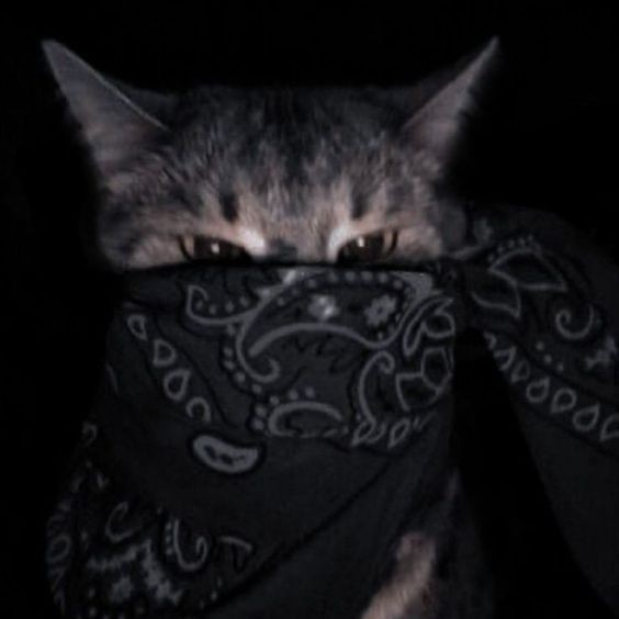 Create meme: a cat in a bandana, cat , a cat in a bandana