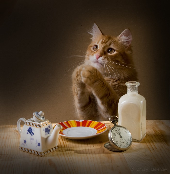 Создать мем: кот вечерний чай, животные домашние, кот утром