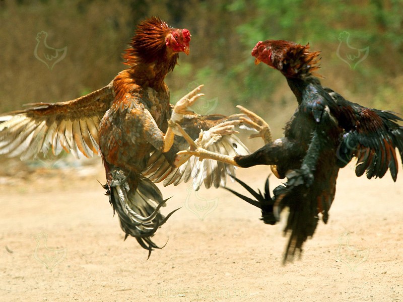Create meme: Rooster dacan fight, fighting cockfights, fighting chickens