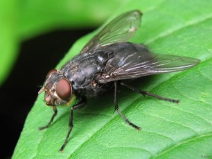 Создать мем: уничтожение клопов, от мух, общественные насекомые