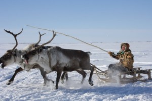 Создать мем: оленья упряжка манси, северные олени нарты, коренные малочисленные народы севера