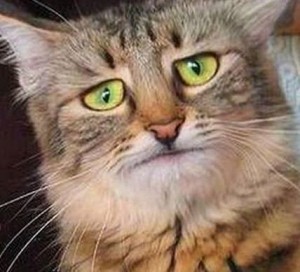 Create meme: pechalbeda cat, cat, sadness, trouble cat