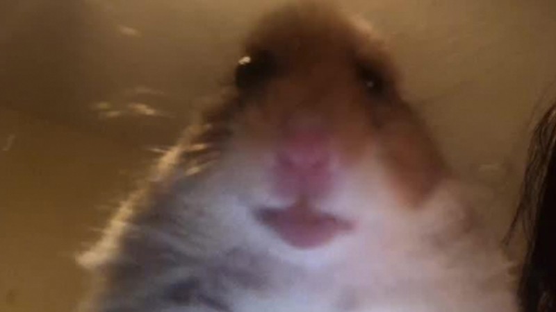 Create meme "the hamster looks at the camera meme, the hamster looks at the camera, a scared