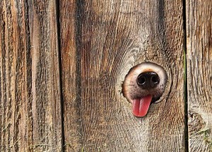 Create meme: the dog's nose, a dog's nose in the fence, a dog's nose in the hole in the fence