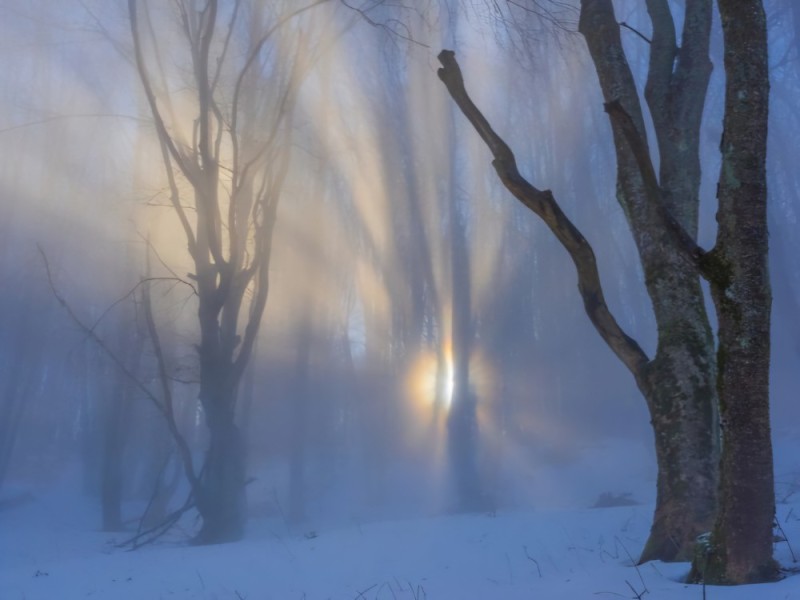 Create meme: nature fog, winter fog, landscape fog