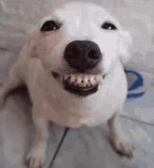 Create meme: dog Ulybka , A smiling dog with teeth, smiling dog 