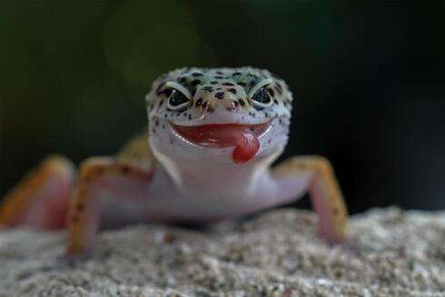 Create meme: Gecko , lizard gecko eublefar, eublefar pink gecko