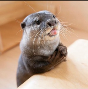 Create meme: otter