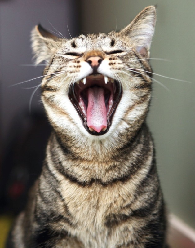 Create meme: laughing cat, screaming cat, meowing cat