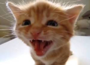 Create meme: funny cats, ginger kitten