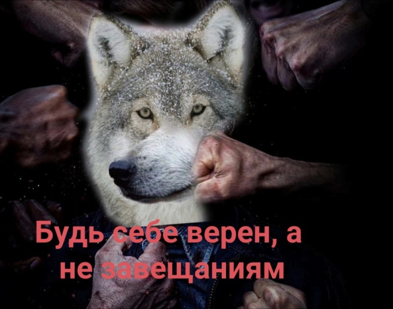 Создать мем: волк, волк волк, цитаты от волка