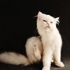 Create meme: beautiful cats, white cat, cat