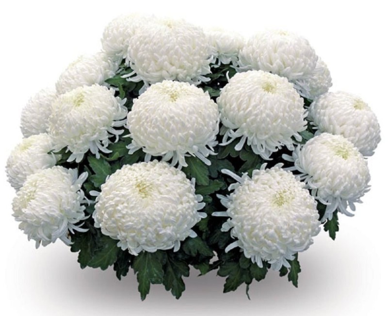 Create meme: chrysanthemums are large white, chrysanthemums are spherical, white chrysanthemums