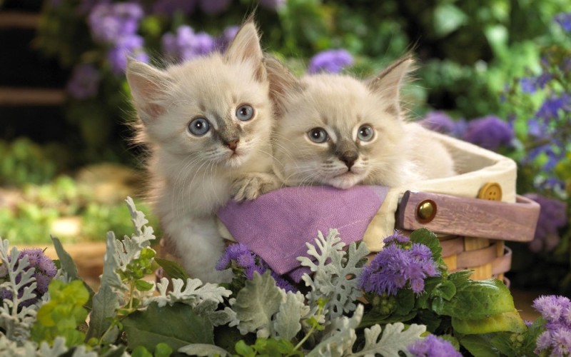 Create meme: cute kittens , kitten with flowers, kitten in flowers