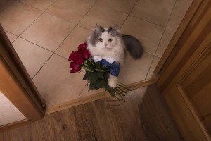 Create meme: cat with a bouquet of flowers, cat with a bouquet, the cat gives flowers 