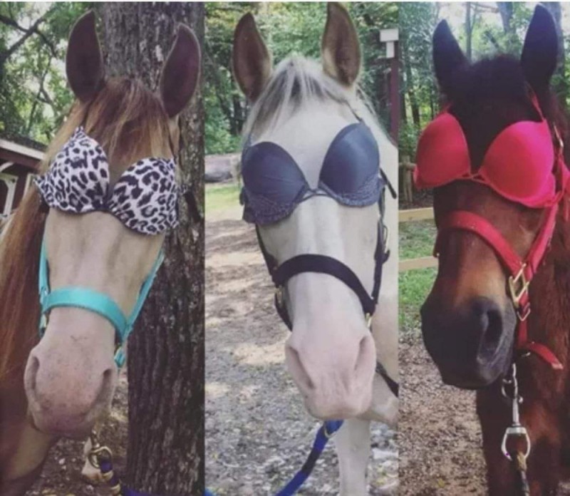 Create meme: horse , horse funny, horse mask
