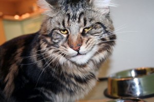 Create meme: cat Maine Coon