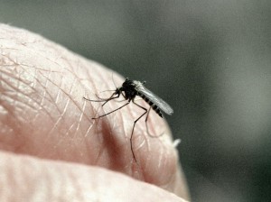 Создать мем: комар, нашествие комаров 2020, лихорадка западного нила