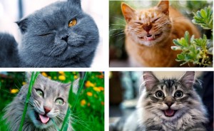 Создать мем: кошачьи, веселый кот фото, кошка