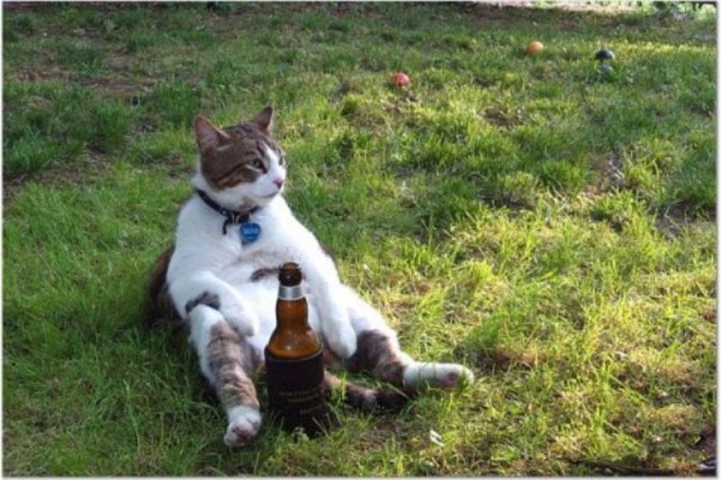 Создать мем: веселые посты, котенок пьет пиво, кот и валерьянка