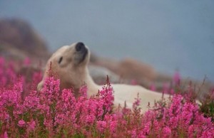 Create meme: polar bear, when the spring, bear flowers