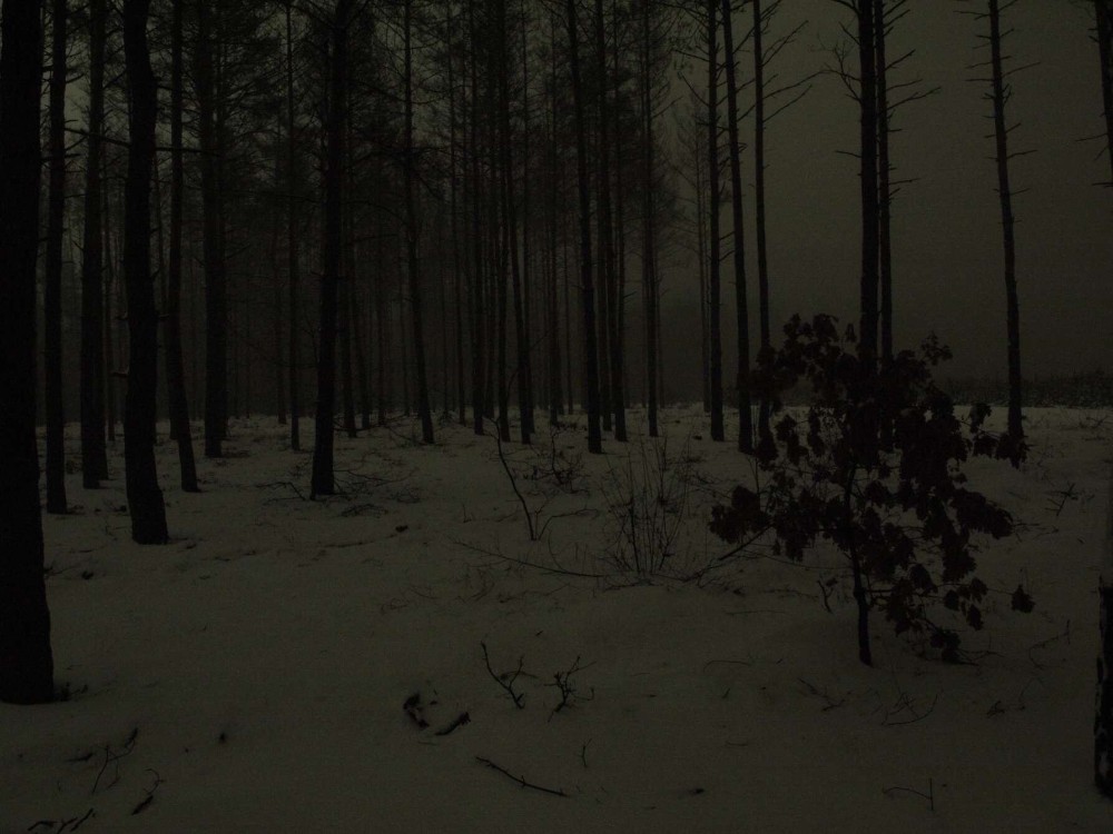 Create meme: night in the woods, dark dark forest, dark forest
