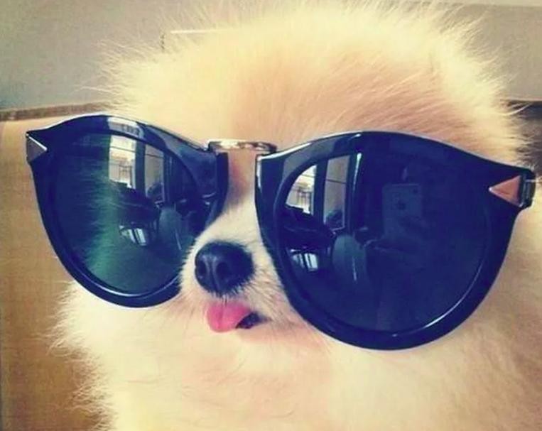 Создать мем: в солнцезащитных очках, кот в очках крутой, крутые коты в очках
