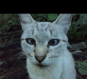 Создать мем: кошка, коты уникам, siamese cat