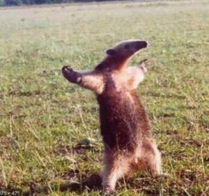 Create meme: nature, anteater on its hind legs, the anteater meme