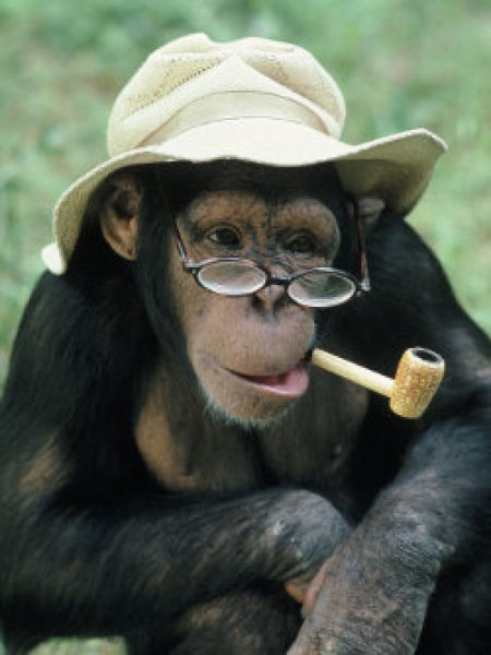 Create meme: chimpanzees are funny, monkey with glasses, monkey with a cigar