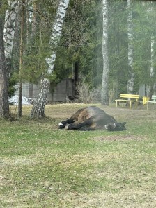 Создать мем: гигантская лесная свинья hylochoerus meinertzhageni, лошадь, олень в зоопарке