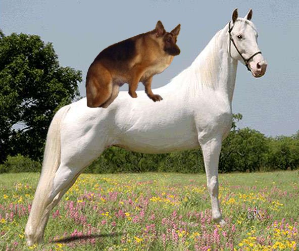 Создать мем: верховая лошадь, riding pony, самая красивая порода лошадей в мире