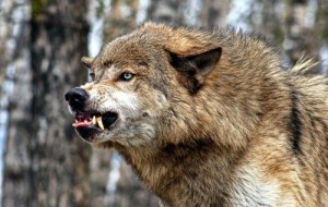 Создать мем: хищник, wolf, волчица