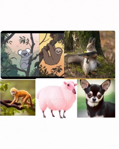 Create meme: wild animals, animals Australia, marsupials