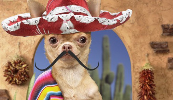 Create meme: chihuahua in sombrero, mexican chihuahua, chihuahua mexico