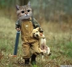 Create meme: animals funny, funny animals, cat on the hunt