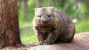 Create meme: the wombats shit cubes, wombat Wallpapers, wombats animals