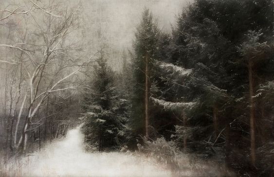 Create meme: winter landscape, winter landscape, in the winter forest