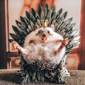Create meme: funny hedgehog