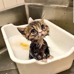Create meme: cats funny, funny cats, cat wash