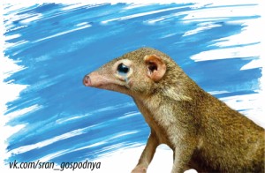 Create meme: shrew, tree shrew, Aphorisms from the tree shrews