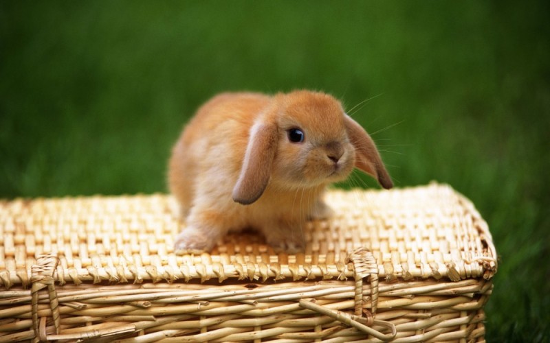 Create meme: cute rabbit, rabbits are small, cute bunnies