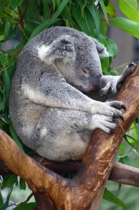 Create meme: sleepy Koala, Koala bear on your desktop, the cone Koala Park