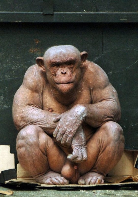 Create meme: bald chimp, bald chimpanzee Oliver, gender male