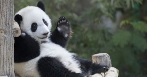Создать мем: большая панда бамбуковый медведь, панды обнимаются, медведь панда