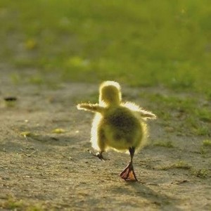 Create meme: chicken runs, funny animals, duck