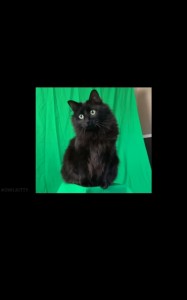 Create meme: cat, black cat, cat